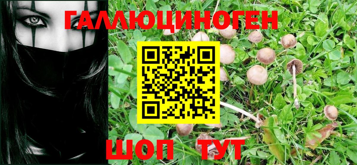 Псилоцибиновые грибы Psilocybe  Вход с VPN  Вышний Волочёк 